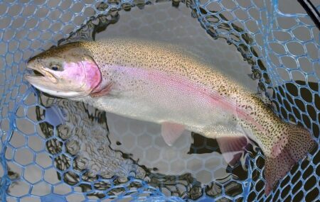 大物のタナは浅い ～岡崎トラウトポンド～